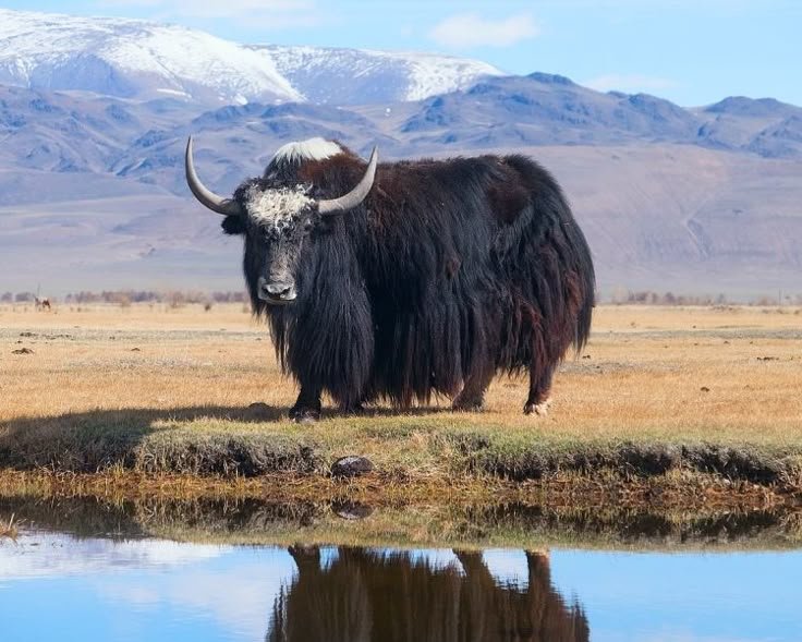 Domestic yak grazing in Ladakh