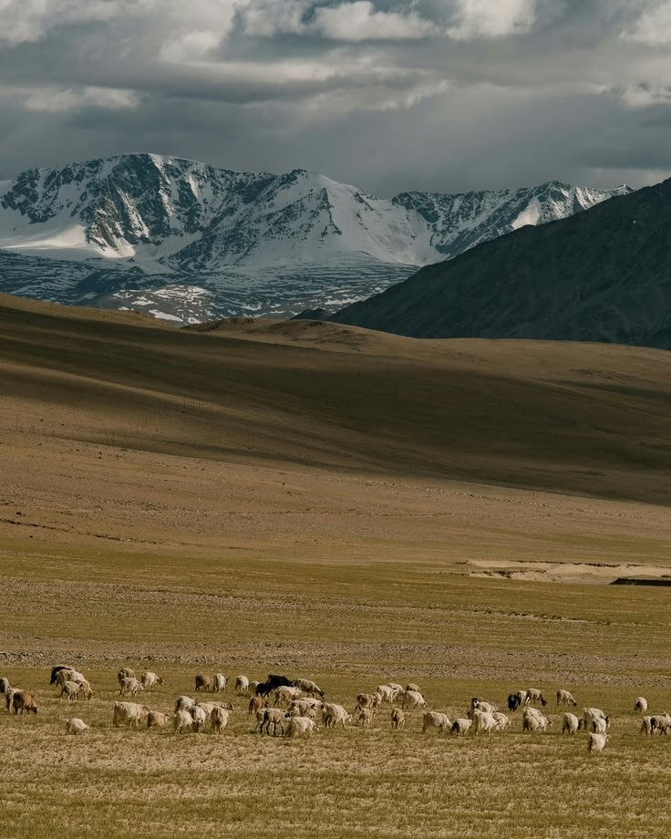 Ladakh landscape on a wildlife trip