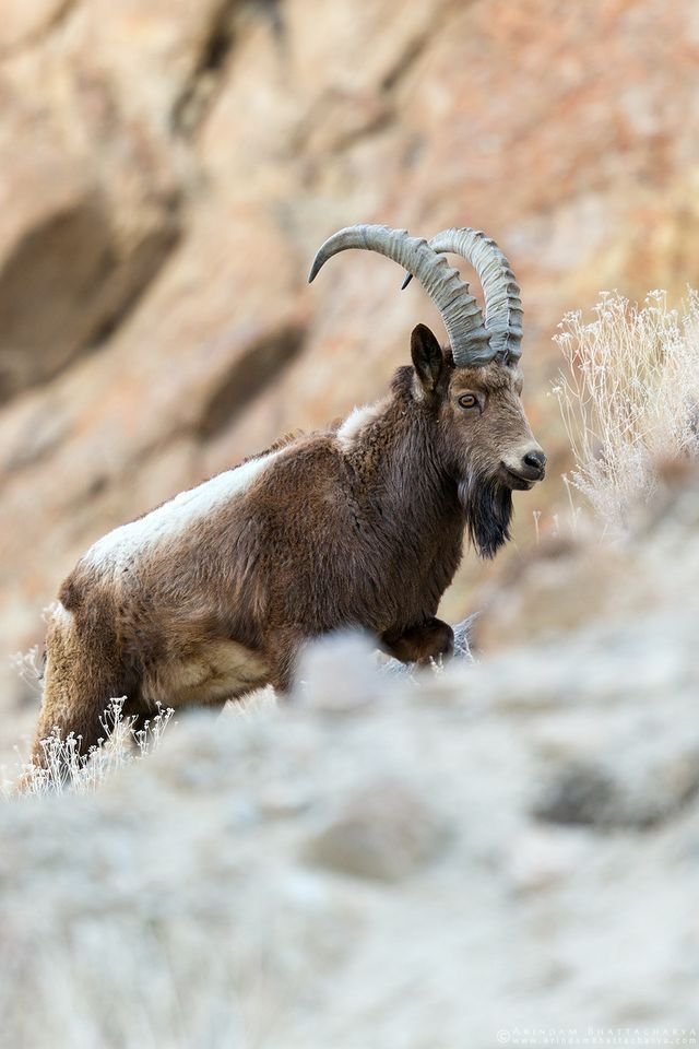 Himalayan ibex on a rocky slope in Ladakh