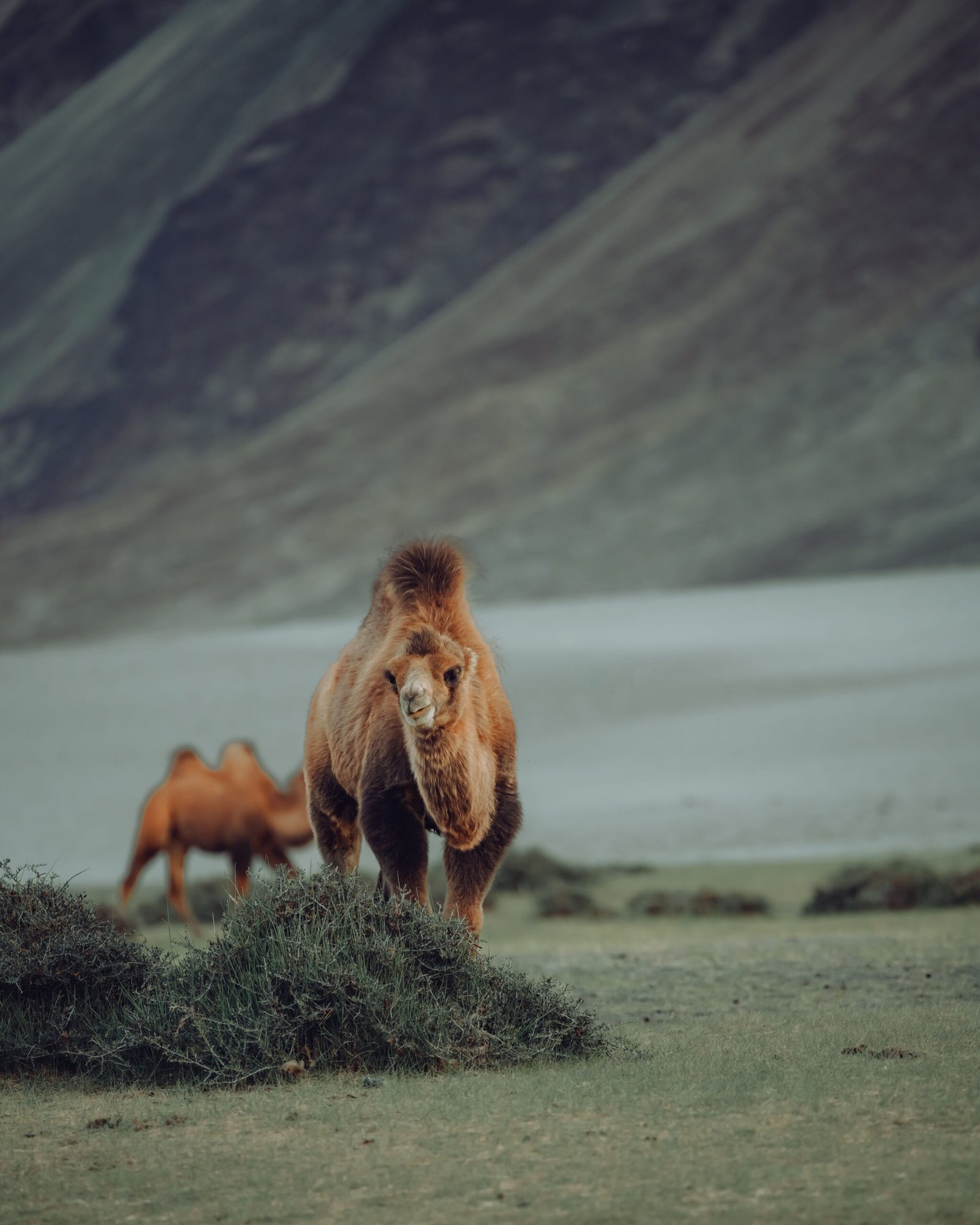 Ladakh landscape