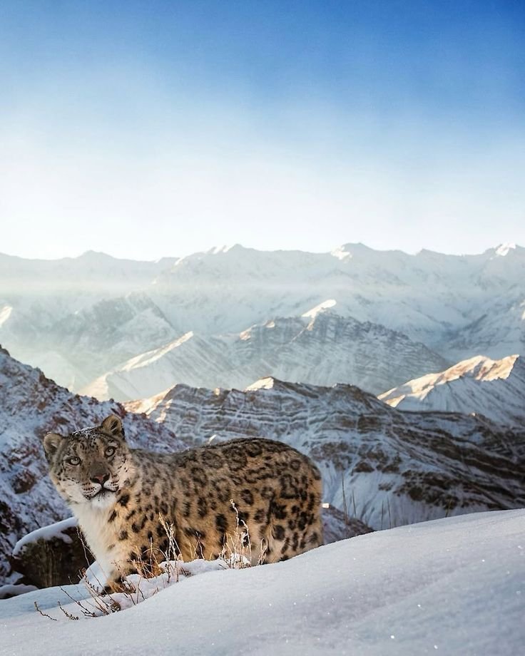 Snow leopard on a rocky ridge in Ladakh