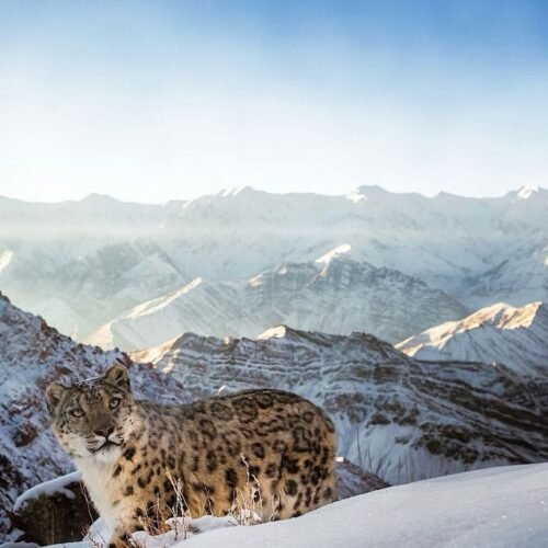 7N/8D Winter Ladakh Snow Leopard Expedition (Hemis NP, Rumbak & Ulley)